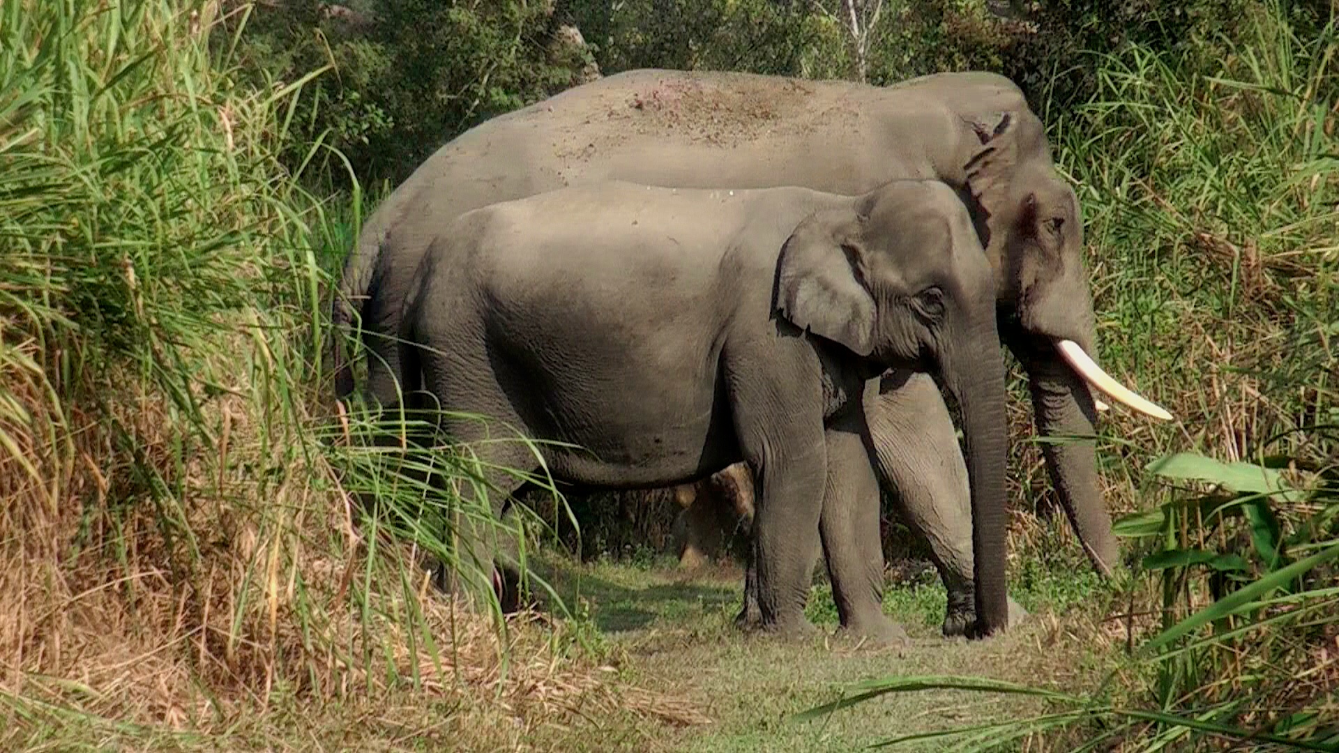 Asian Elephants in Kaziranga National Park, India